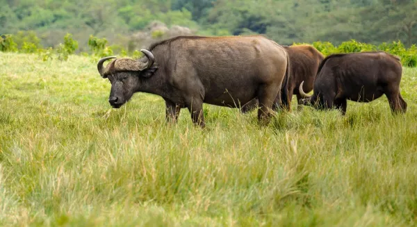 Arusha — flights from €44