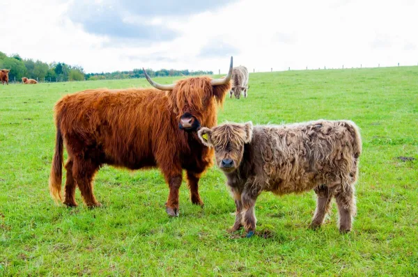 Beef Island — flights from €174