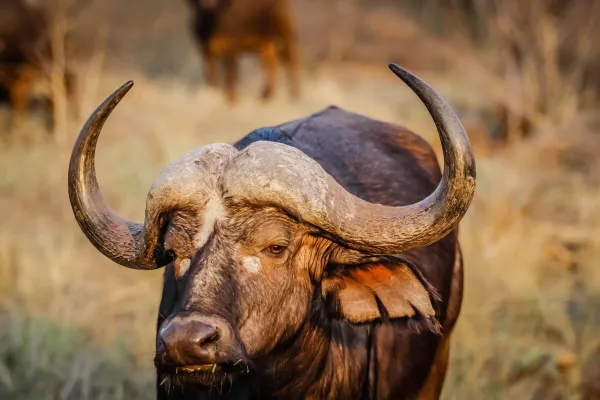 Buffalo skyline — flights from Washington from €115, cheapest in September
