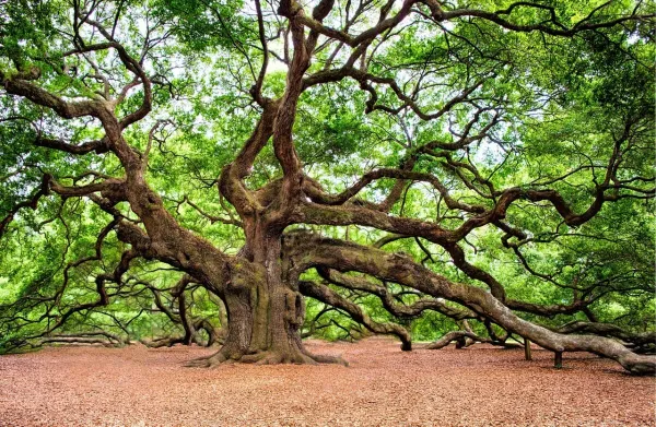 Charleston skyline — flights from New York from €72, cheapest in October