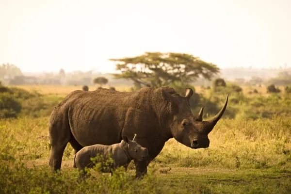 Nairobi skyline — flights from Doha from €174, cheapest in October