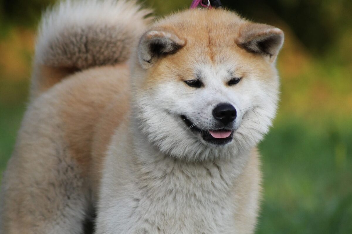 Akita — Japan