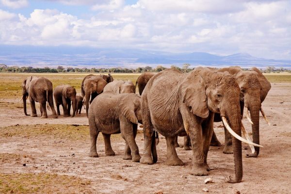 Amboseli National Park