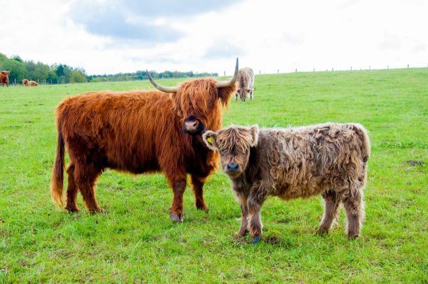 Beef Island