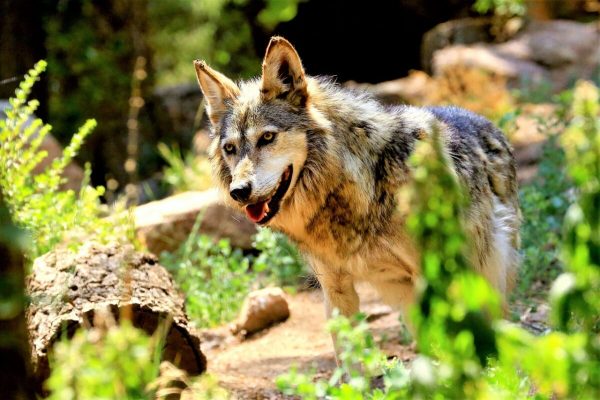 Cheyenne