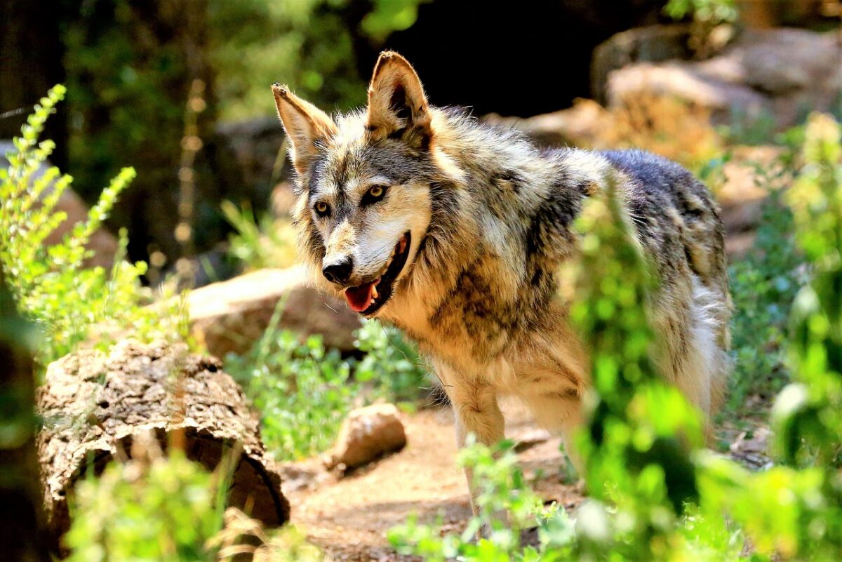 Cheyenne — United States