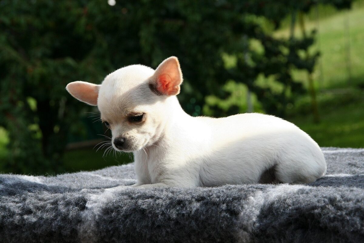 Chihuahua — Mexico