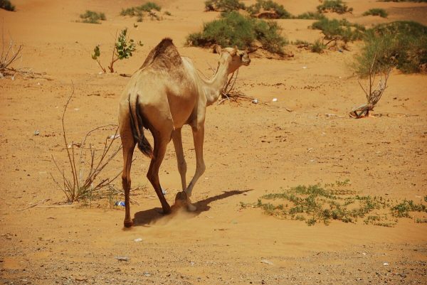 Ras Al Khaimah