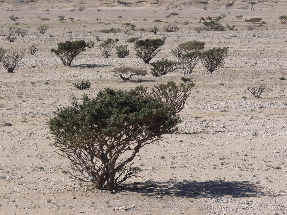 Salalah — Oman